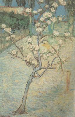 Vincent Van Gogh Blossoming Pear Tree (nn04) china oil painting image